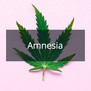 Cannabis Samen mit der Cannabis Sorte Amnesia in der Genetik