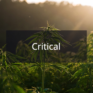 Cannabis Samen mit der Cannabis Sorte Critical in der Genetik