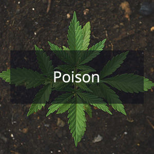 Cannabis Samen mit der Cannabis Sorte Poison in der Genetik
