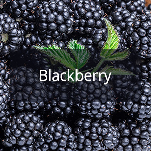 Cannabis Samen mit der Cannabis Sorte Blackberry in der Genetik