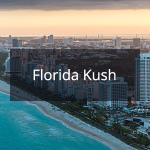 Cannabis Samen mit der Cannabis Sorte Florida Kush in der Genetik