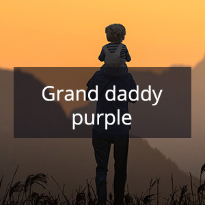 Cannabis Samen mit der Cannabis Sorte Grand daddy purple in der Genetik