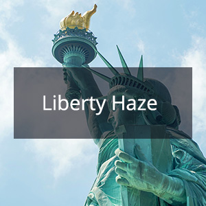 Cannabis Samen mit der Cannabis Sorte Liberty Haze in der Genetik