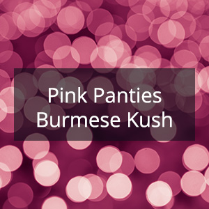 Cannabis Samen mit der Cannabis Sorte Pink Panties Burmese Kush in der Genetik