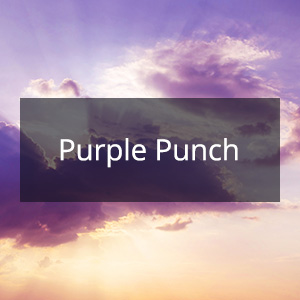 Cannabis Samen mit der Cannabis Sorte Purple Punch in der Genetik