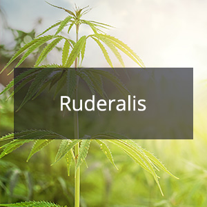 Cannabis Samen mit der Cannabis Sorte Ruderalis in der Genetik