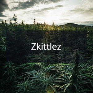 Cannabis Samen mit der Cannabis Sorte Zkittlez in der Genetik