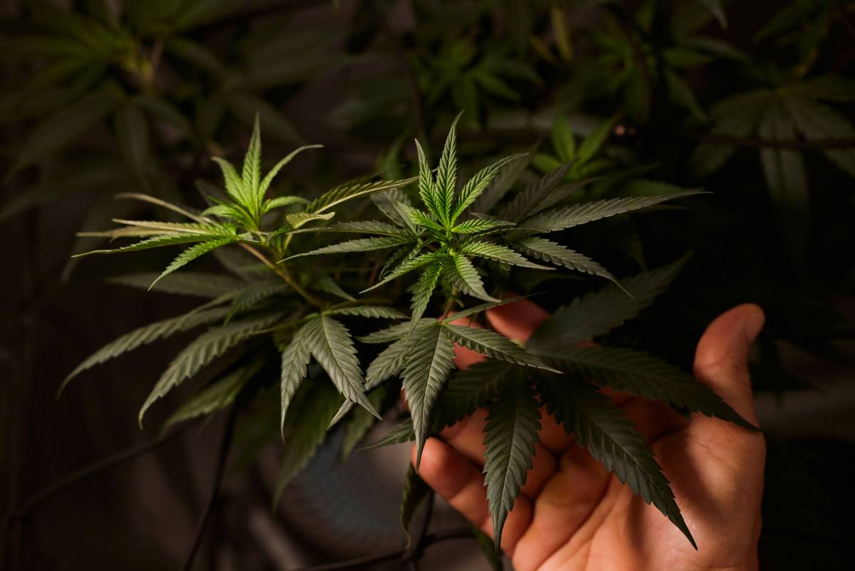Reguläre Cannabis Samen Vorteile