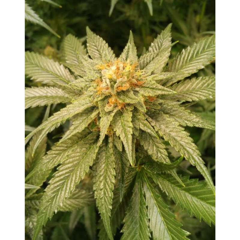 Jam Berry Kush F1 LIMITED Regulär 3 Samen Staff Selects