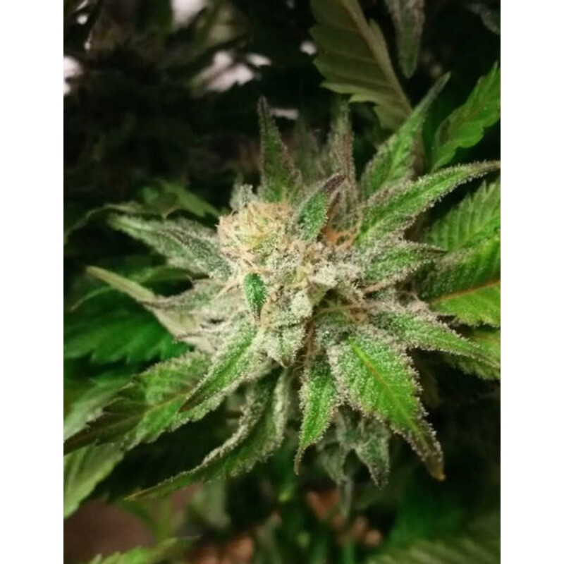 Royal Afghani SUPER LIMITED Regulär 3 Samen Staff Selec