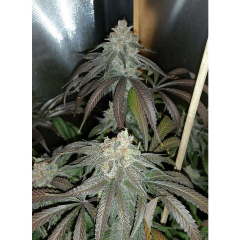 Purple Dragonfruit SUPER LIMITED Regulär 3 Samen Staff 