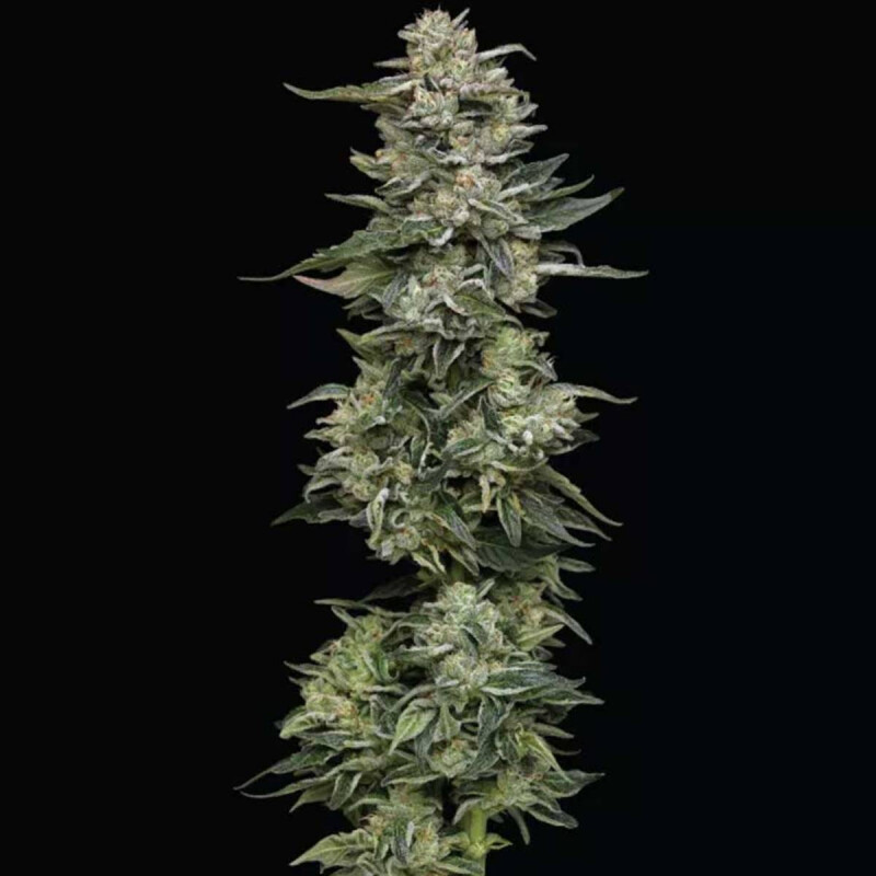 Kali Nutter Budder Steckling - Humboldt Seeds