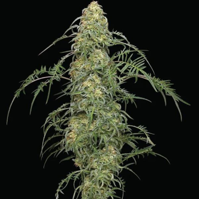 Kali Freakshow Steckling - Humboldt Seeds