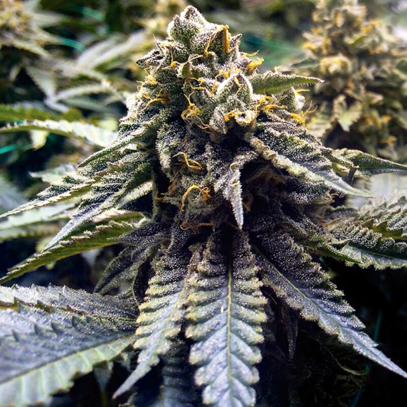 Kali Chocolate Mint OG Steckling - Humbo box