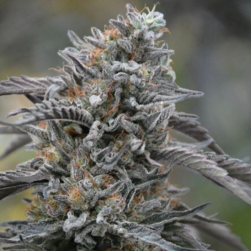 Kali Black Dog OG Steckling - Humboldt Seeds