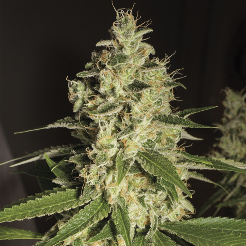 Kali Raspberry Diesel Steckling - Humboldt Seeds