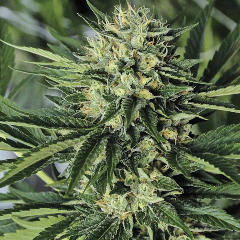 Kali Dr. Greenthumbs Em-Dog By B-Real St box