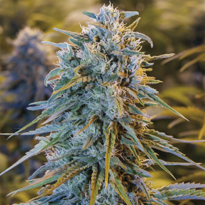 Kali Blue Dream Steckling - Humboldt Seeds